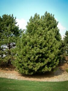 Сосна Чёрная (Pinus Nigra) купить по цене от 270.00р. в интернет-магазине «Посадика» с доставкой почтой в в Ожерельее и по всей России – [изображение №1].