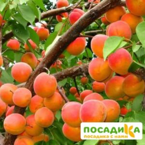 Абрикос Ветеран Севастополя купить по цене от 355р. в интернет-магазине «Посадика» с доставкой почтой в в Ожерельее и по всей России – [изображение №1].
