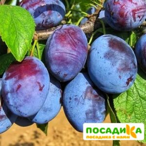 Слива Чачакская ранняя купить по цене от 229.00р. в интернет-магазине «Посадика» с доставкой почтой в в Ожерельее и по всей России – [изображение №1].