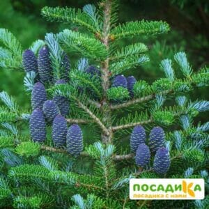 Пихта корейская (Abies koreana) купить по цене от 450.00р. в интернет-магазине «Посадика» с доставкой почтой в в Ожерельее и по всей России – [изображение №1].