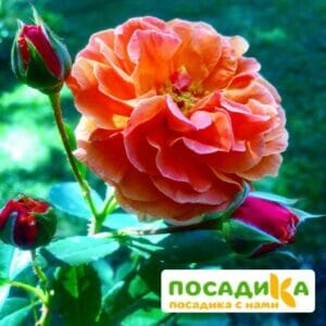 Роза Арабия купить по цене от 350.00р. в интернет-магазине «Посадика» с доставкой почтой в в Ожерельее и по всей России – [изображение №1].