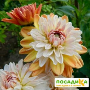 Георгина Коуп де Солейл (декоративная) купить по цене от 400р. в интернет-магазине «Посадика» с доставкой почтой в в Ожерельее и по всей России – [изображение №1].