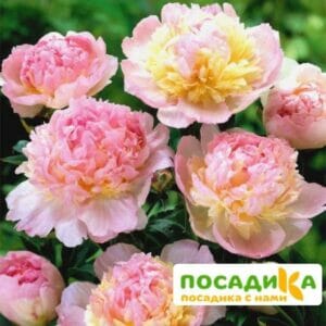 Пион Распберри Сандей (Paeonia Raspberry Sundae) купить по цене от 959р. в интернет-магазине «Посадика» с доставкой почтой в в Ожерельее и по всей России – [изображение №1].