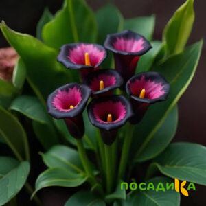 Калла Аура Лейс купить по цене от 400р. в интернет-магазине «Посадика» с доставкой почтой в в Ожерельее и по всей России – [изображение №1].