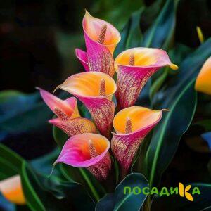 Калла Оникс купить по цене от 450р. в интернет-магазине «Посадика» с доставкой почтой в в Ожерельее и по всей России – [изображение №1].