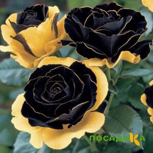 Роза Ханни Сикл купить по цене от 700р. в интернет-магазине «Посадика» с доставкой почтой в в Ожерельее и по всей России – [изображение №1].