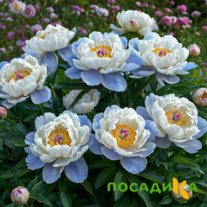 Пион акварельный Этюд купить по цене от 806р. в интернет-магазине «Посадика» с доставкой почтой в в Ожерельее и по всей России – [изображение №1].