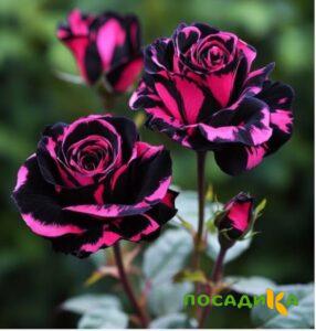Роза Багровый Шепот купить по цене от 366р. в интернет-магазине «Посадика» с доставкой почтой в в Ожерельее и по всей России – [изображение №1].