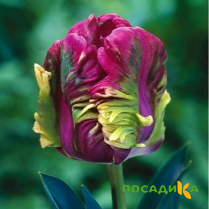 Тюльпан Экзотик Хэвен купить по цене от 186р. в интернет-магазине «Посадика» с доставкой почтой в в Ожерельее и по всей России – [изображение №1].