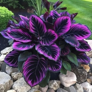 Хоста Люминоза купить по цене от 450р. в интернет-магазине «Посадика» с доставкой почтой в в Ожерельее и по всей России – [изображение №1].