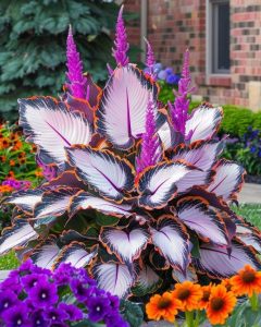 Хоста Кримэн Дрим купить по цене от 549р. в интернет-магазине «Посадика» с доставкой почтой в в Ожерельее и по всей России – [изображение №1].