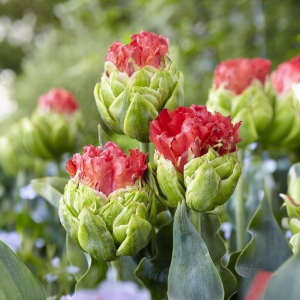 Тюльпан Бычий Глаз купить по цене от 275р. в интернет-магазине «Посадика» с доставкой почтой в в Ожерельее и по всей России – [изображение №1].