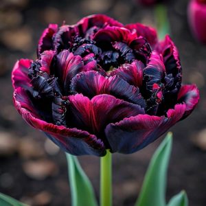 Тюльпан Фламинго купить по цене от 500р. в интернет-магазине «Посадика» с доставкой почтой в в Ожерельее и по всей России – [изображение №1].