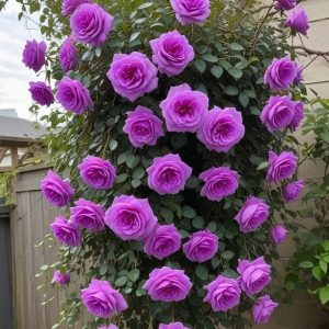 Роза Мистик Уайт купить по цене от 620р. в интернет-магазине «Посадика» с доставкой почтой в в Ожерельее и по всей России – [изображение №1].