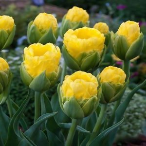 Тюльпан махровый Ванила Коп купить по цене от 159р. в интернет-магазине «Посадика» с доставкой почтой в в Ожерельее и по всей России – [изображение №1].