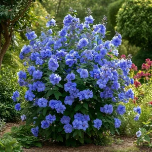 Гибискус Сансет Блоссом купить по цене от 248р. в интернет-магазине «Посадика» с доставкой почтой в в Ожерельее и по всей России – [изображение №1].