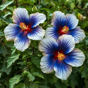 Гибискус Илюжн Вилью купить по цене от 259р. в интернет-магазине «Посадика» с доставкой почтой в в Ожерельее и по всей России – [изображение №1].