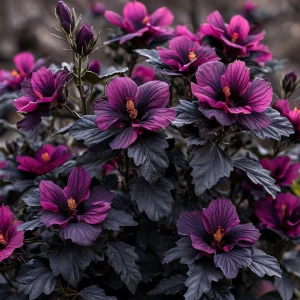 Гибискус Корал Чарм купить по цене от 271р. в интернет-магазине «Посадика» с доставкой почтой в в Ожерельее и по всей России – [изображение №1].