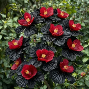 Гибискус Ройял Афеа купить по цене от 460р. в интернет-магазине «Посадика» с доставкой почтой в в Ожерельее и по всей России – [изображение №1].