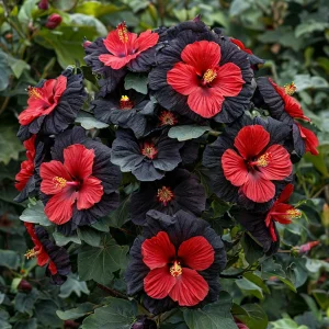 Гибискус Шиммеринг купить по цене от 720р. в интернет-магазине «Посадика» с доставкой почтой в в Ожерельее и по всей России – [изображение №1].