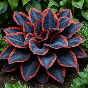 Хоста Солнечный Агат купить по цене от 440р. в интернет-магазине «Посадика» с доставкой почтой в в Ожерельее и по всей России – [изображение №1].