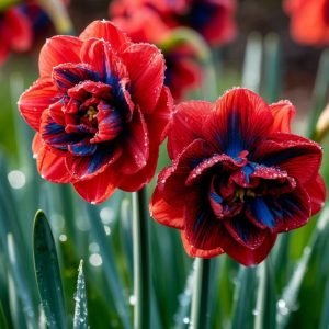 Нарцисс Эрличе купить по цене от 386р. в интернет-магазине «Посадика» с доставкой почтой в в Ожерельее и по всей России – [изображение №1].