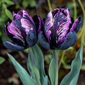 Тюльпан Блэк Каньон купить по цене от 305р. в интернет-магазине «Посадика» с доставкой почтой в в Ожерельее и по всей России – [изображение №1].