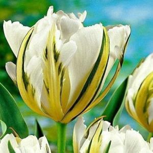 Тюльпан Экзотик Пуруссима купить по цене от 305р. в интернет-магазине «Посадика» с доставкой почтой в в Ожерельее и по всей России – [изображение №1].