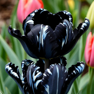 Тюльпан Шелк Нуар купить по цене от 219р. в интернет-магазине «Посадика» с доставкой почтой в в Ожерельее и по всей России – [изображение №1].