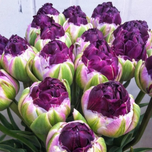 Тюльпан Анаконда купить по цене от 450р. в интернет-магазине «Посадика» с доставкой почтой в в Ожерельее и по всей России – [изображение №1].