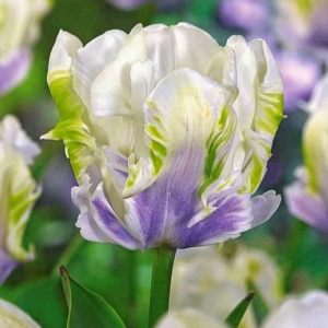 Тюльпан Уайт Лизарт купить по цене от 360р. в интернет-магазине «Посадика» с доставкой почтой в в Ожерельее и по всей России – [изображение №1].