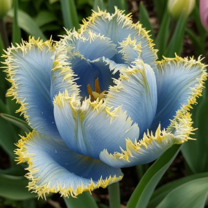 Тюльпан Махровый Амплуа купить по цене от 199р. в интернет-магазине «Посадика» с доставкой почтой в в Ожерельее и по всей России – [изображение №1].