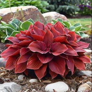 Хоста Малыш Шедевр купить по цене от 421р. в интернет-магазине «Посадика» с доставкой почтой в в Ожерельее и по всей России – [изображение №1].