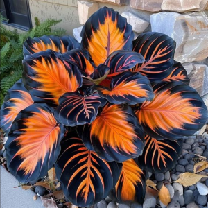 Хоста Сикрет Форест купить по цене от 601р. в интернет-магазине «Посадика» с доставкой почтой в в Ожерельее и по всей России – [изображение №1].