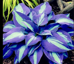 Хоста Аурелия купить по цене от 450р. в интернет-магазине «Посадика» с доставкой почтой в в Ожерельее и по всей России – [изображение №1].