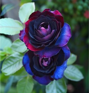 Роза Скарлет Рэвери купить по цене от 489р. в интернет-магазине «Посадика» с доставкой почтой в в Ожерельее и по всей России – [изображение №1].