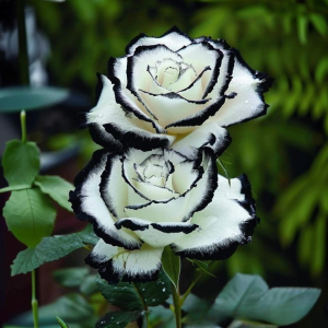 Роза Силк Ивин купить по цене от 319р. в интернет-магазине «Посадика» с доставкой почтой в в Ожерельее и по всей России – [изображение №1].