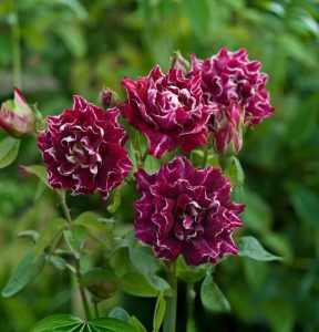 Роза Опаловый Пейзаж купить по цене от 490р. в интернет-магазине «Посадика» с доставкой почтой в в Ожерельее и по всей России – [изображение №1].