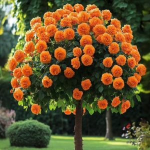 Роза Солнечный Шарм купить по цене от 349р. в интернет-магазине «Посадика» с доставкой почтой в в Ожерельее и по всей России – [изображение №1].