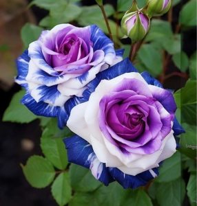 Роза Айвори Каскад купить по цене от 420р. в интернет-магазине «Посадика» с доставкой почтой в в Ожерельее и по всей России – [изображение №1].