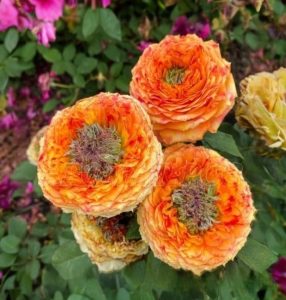 Роза Золотой Мираж купить по цене от 420р. в интернет-магазине «Посадика» с доставкой почтой в в Ожерельее и по всей России – [изображение №1].