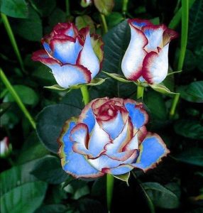 Роза Сафайер Пэтл купить по цене от 450р. в интернет-магазине «Посадика» с доставкой почтой в в Ожерельее и по всей России – [изображение №1].